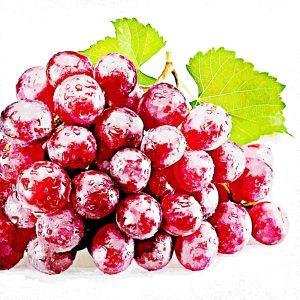 Resveratrol